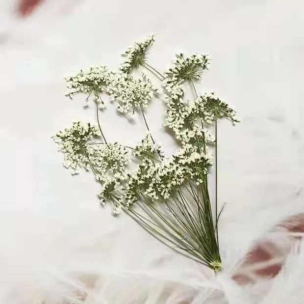 5-7cm/12pcs,Snow Tiny Flowers  - مراجعة Craft Embellishment وسعره