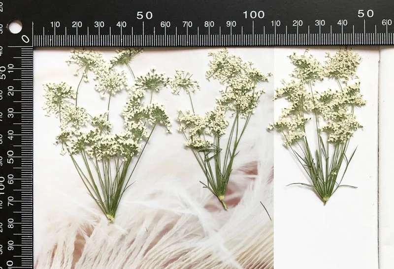 5-7cm/12pcs,Snow Tiny Flowers  - مراجعة Craft Embellishment وسعره