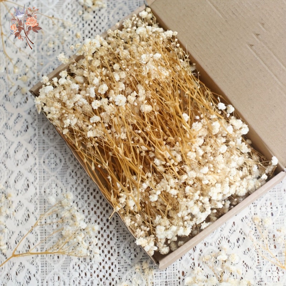 100pcs Mini Dried Baby's Breat - مراجعة Craft Embellishment وسعره