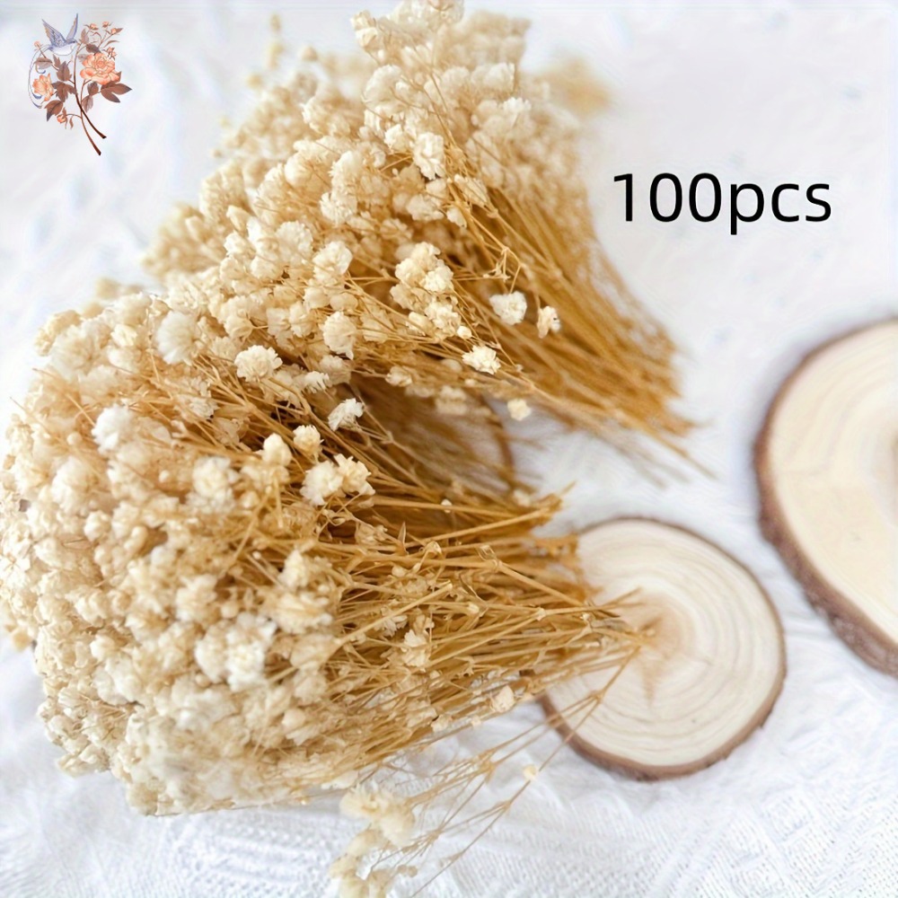 100pcs Mini Dried Baby's Breat - مراجعة Craft Embellishment وسعره
