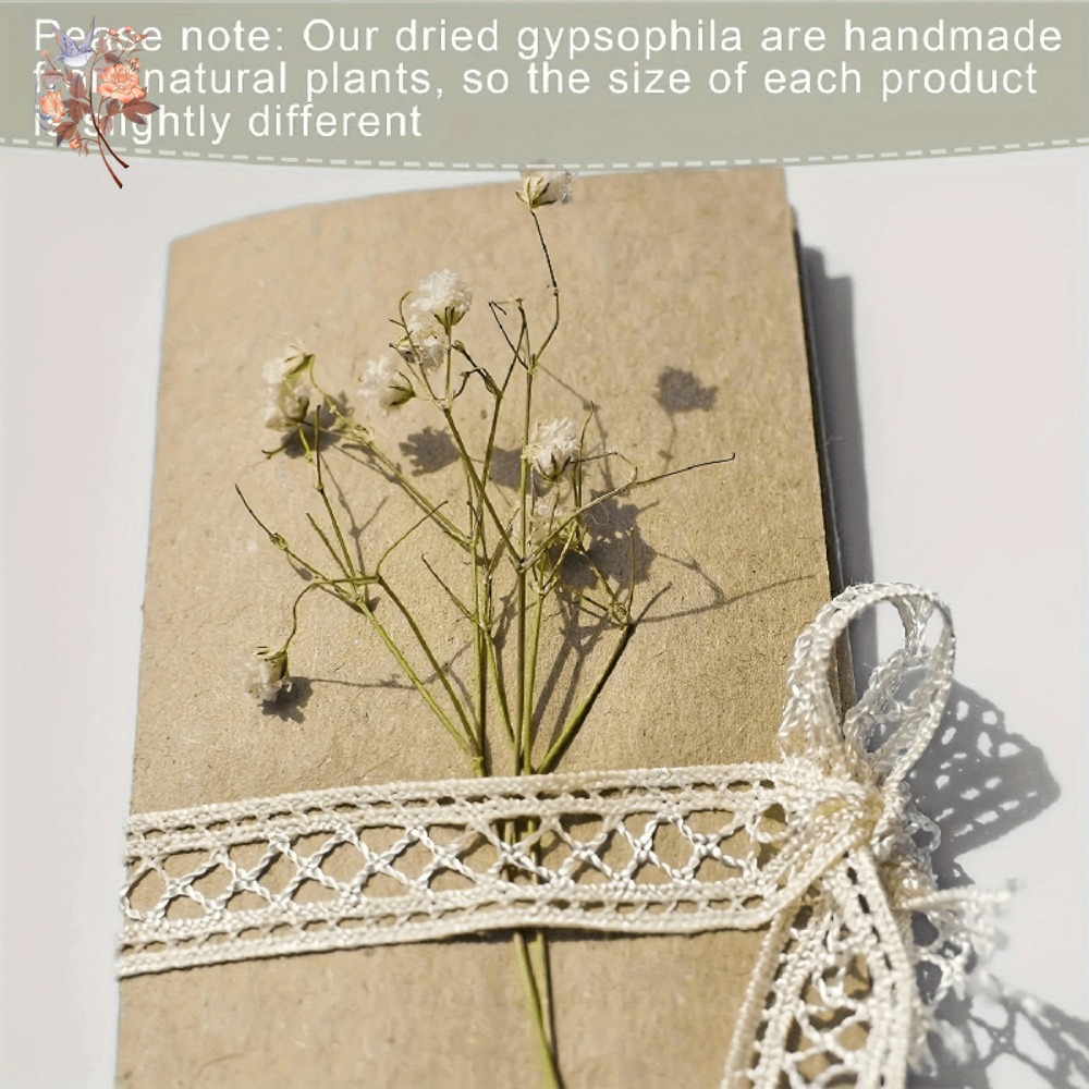 100pcs Mini Dried Baby's Breat - مراجعة Craft Embellishment وسعره